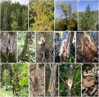 Pathogenic fungi and oomycetes causing dieback on Fraxinus species in the Mediterranean climate change hotspot region